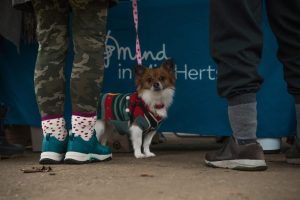 A very cute dog dressed as an elf!